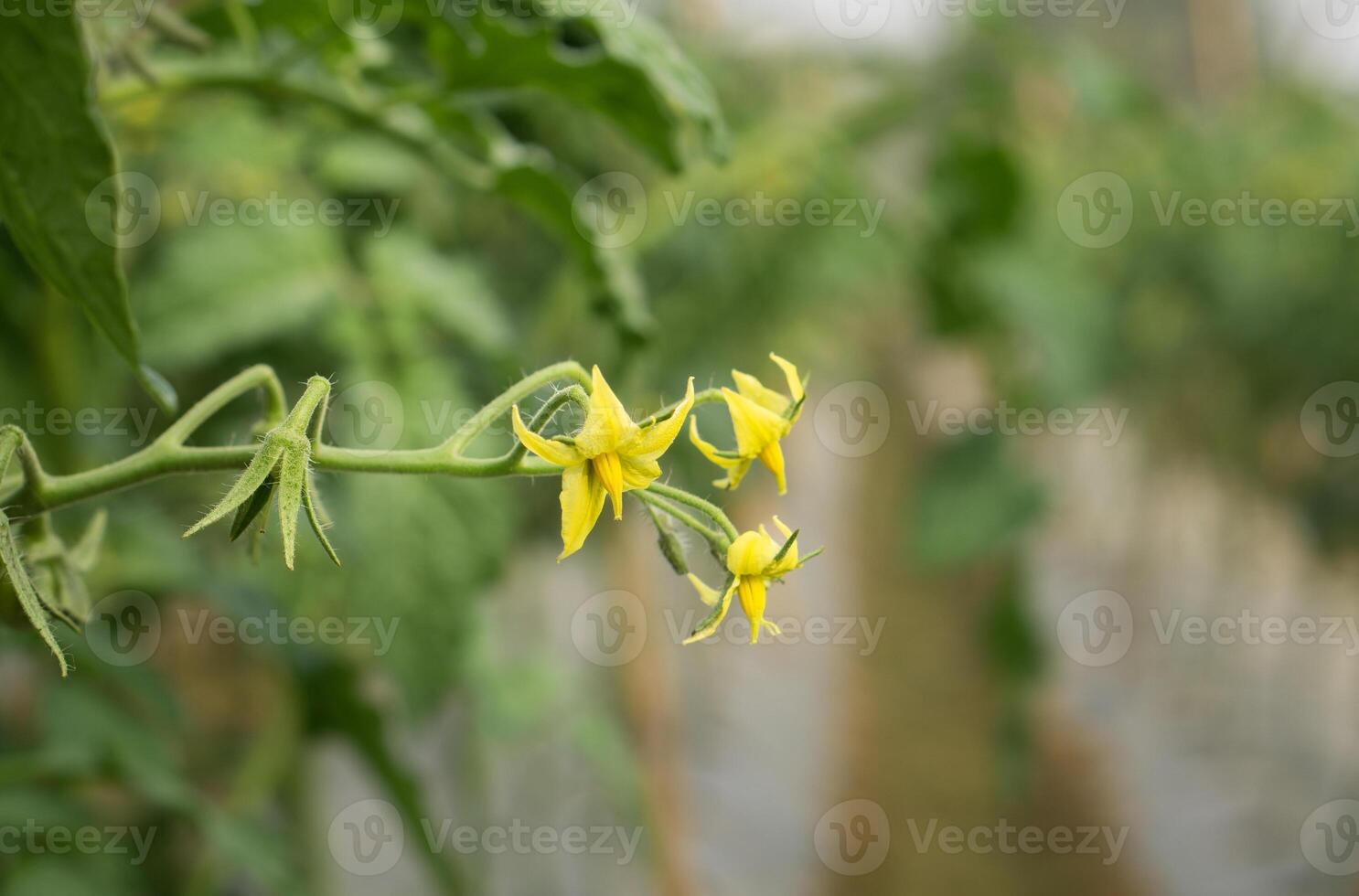 Bunch of yellow tomato flowers on a vine photo