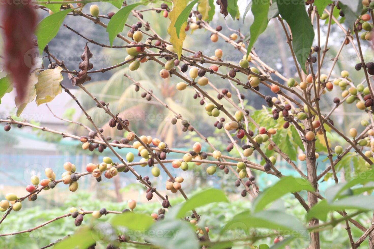 coffee bean on tree in nursery photo