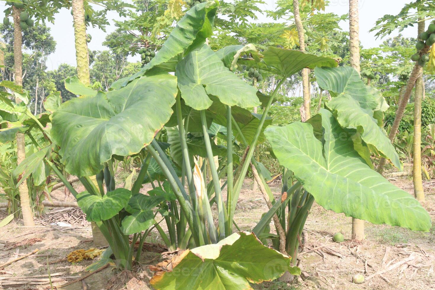 Xanthosoma sagittifolium plant on farm photo