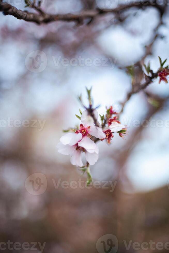 Cherry blossom seen up close while behind is out of focus. photo