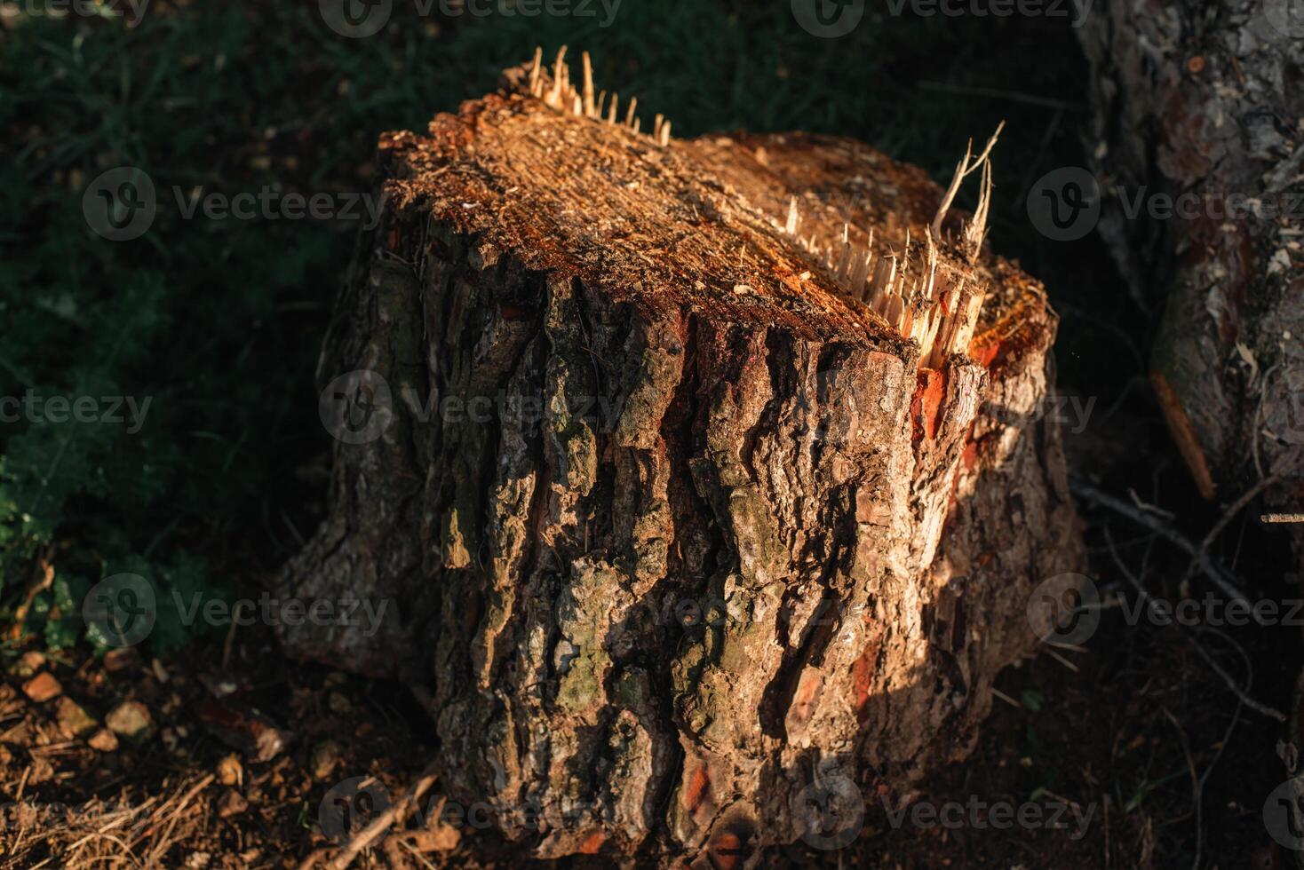 Trunk of a recently cut tree. photo