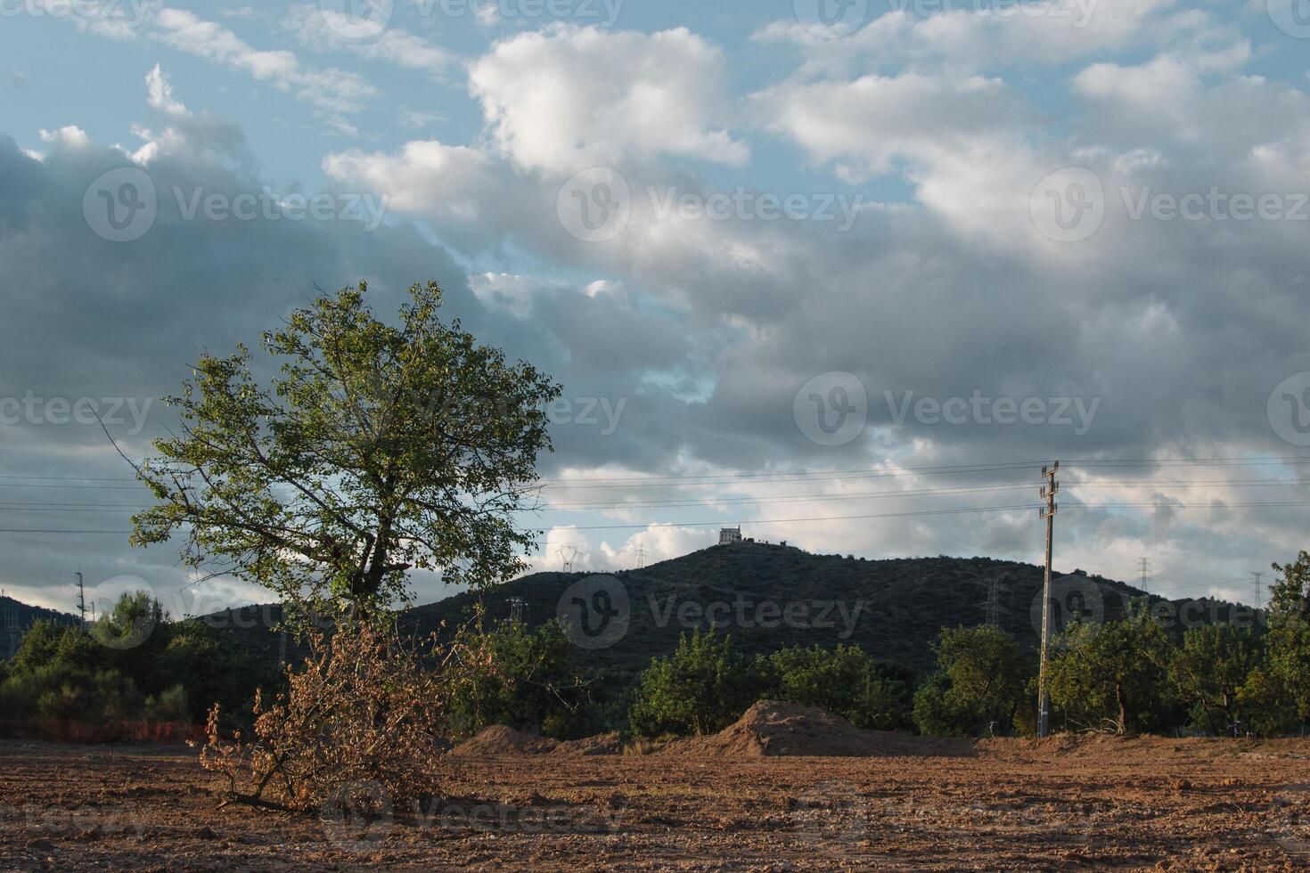 Lonely tree with a beautiful cloudy sky. photo