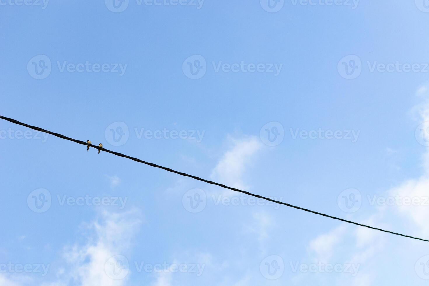 Two birds perched on an electric cable. photo
