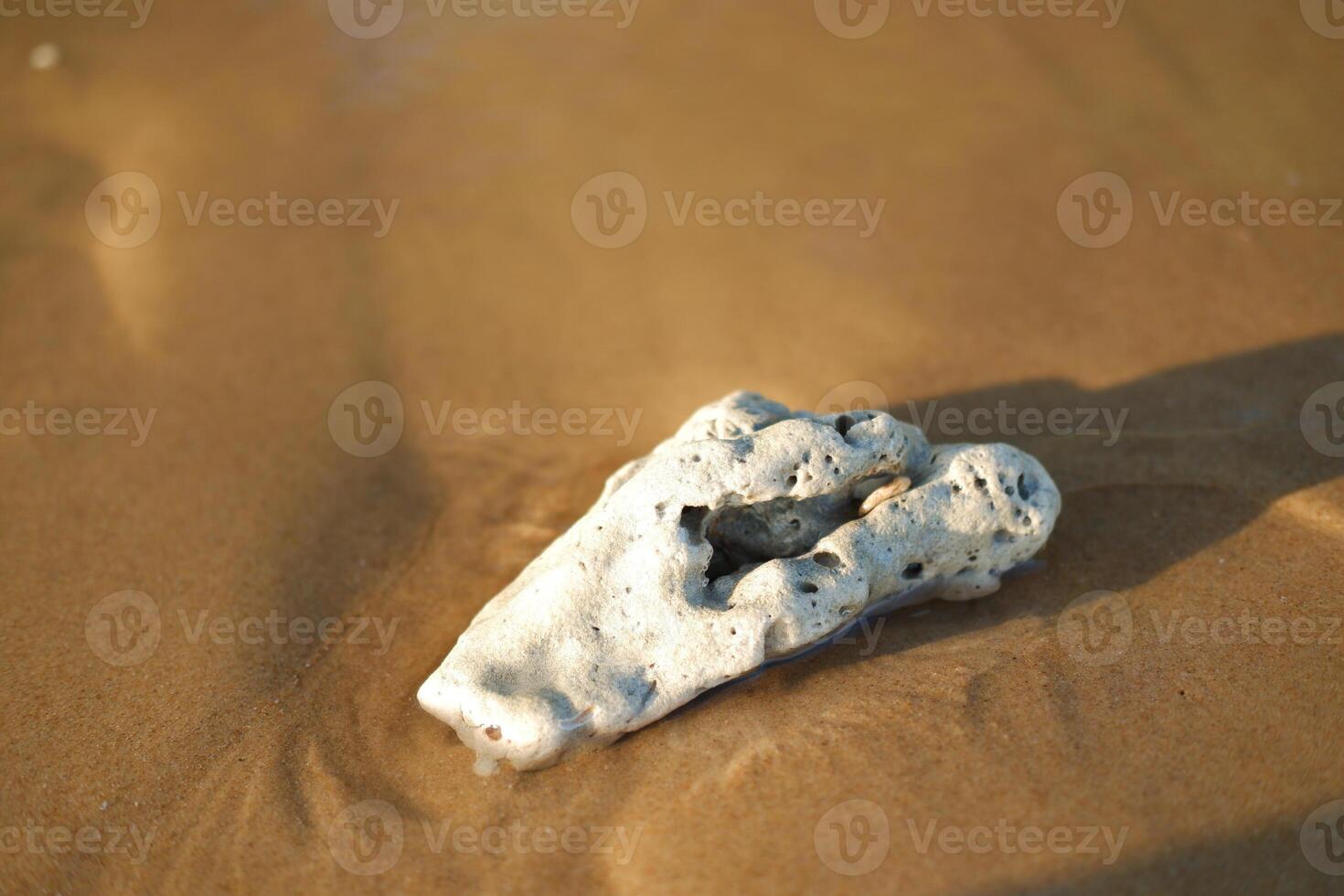 sea coral on the beach in the evening photo