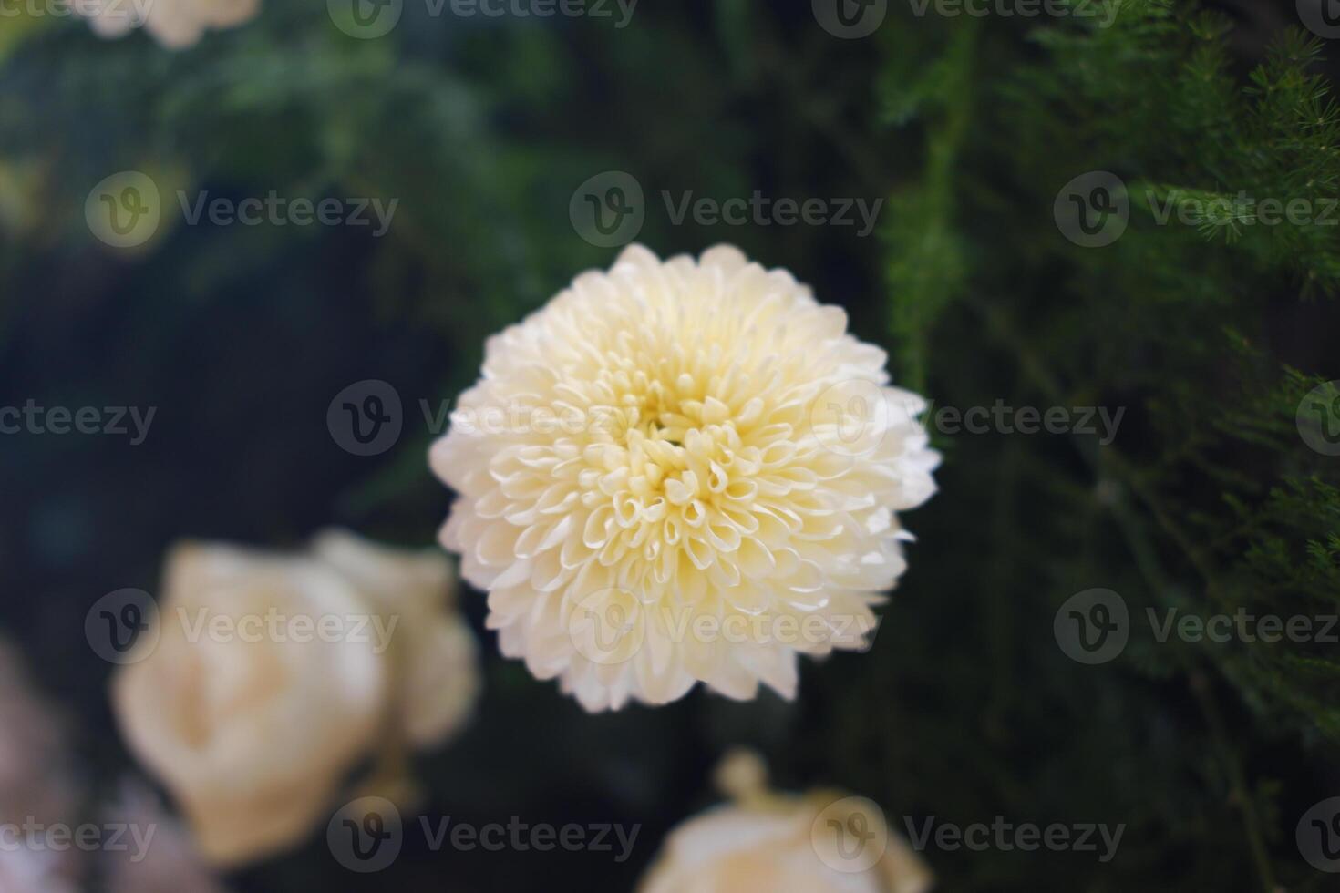 beautiful flower as a background photo
