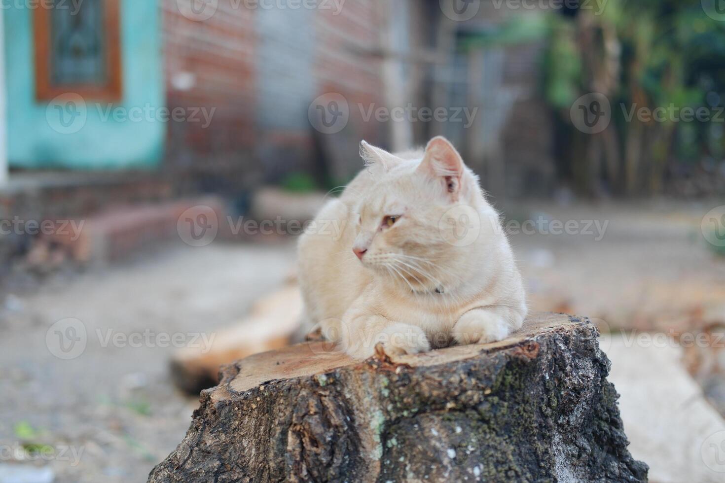 A relaxed cat on a tree stump photo