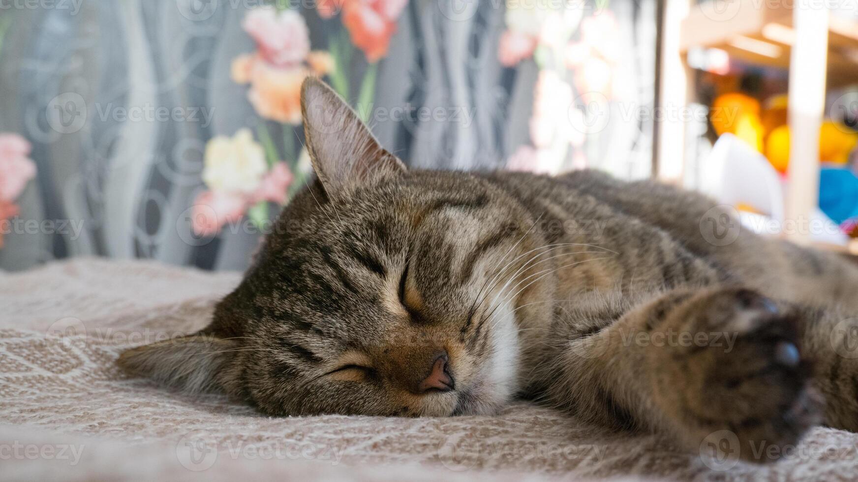 Sleeping gray cat on the sofa photo