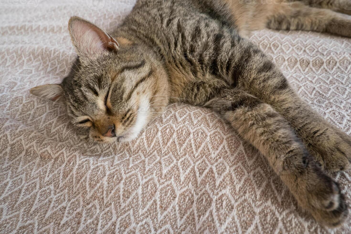 Sleeping gray cat on the sofa photo