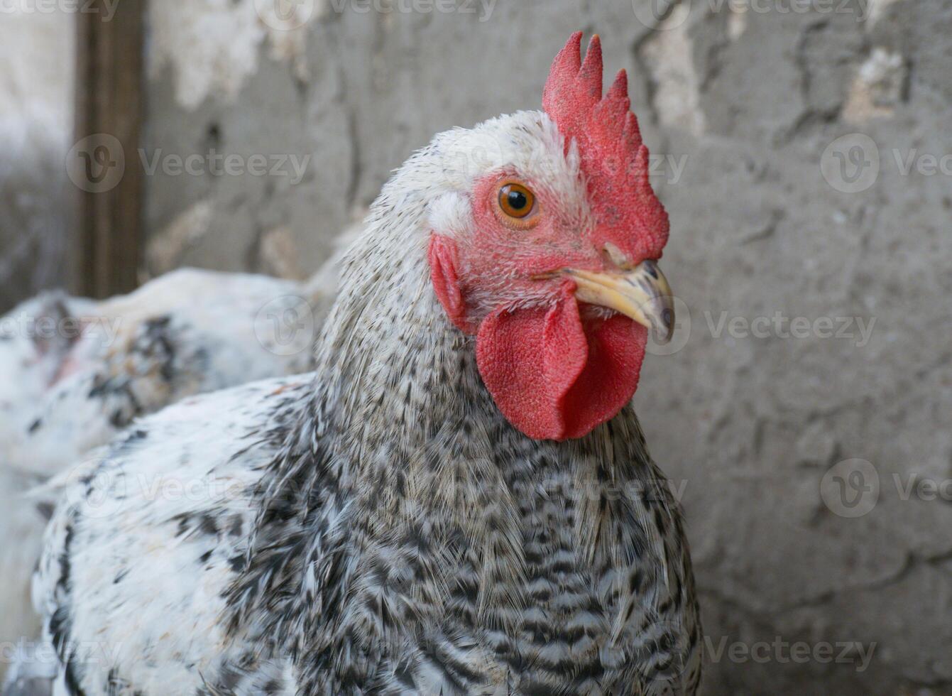 Young white cockerel in a free-range chicken coop on a rural farm. photo