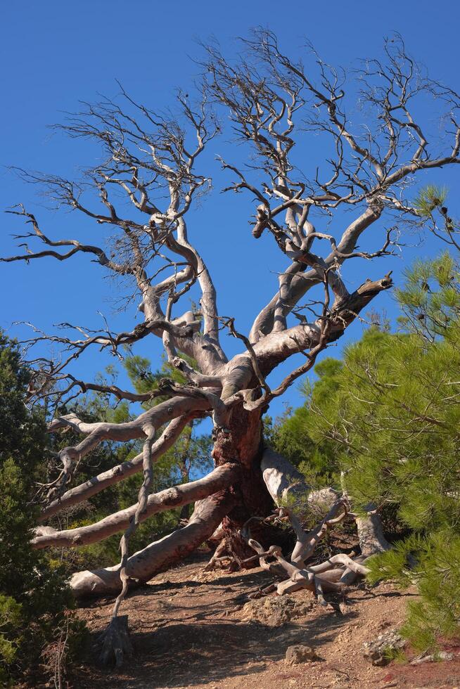 Nature of Crimea. Dry tree. juniper and Stankevich pine. Village New World. photo