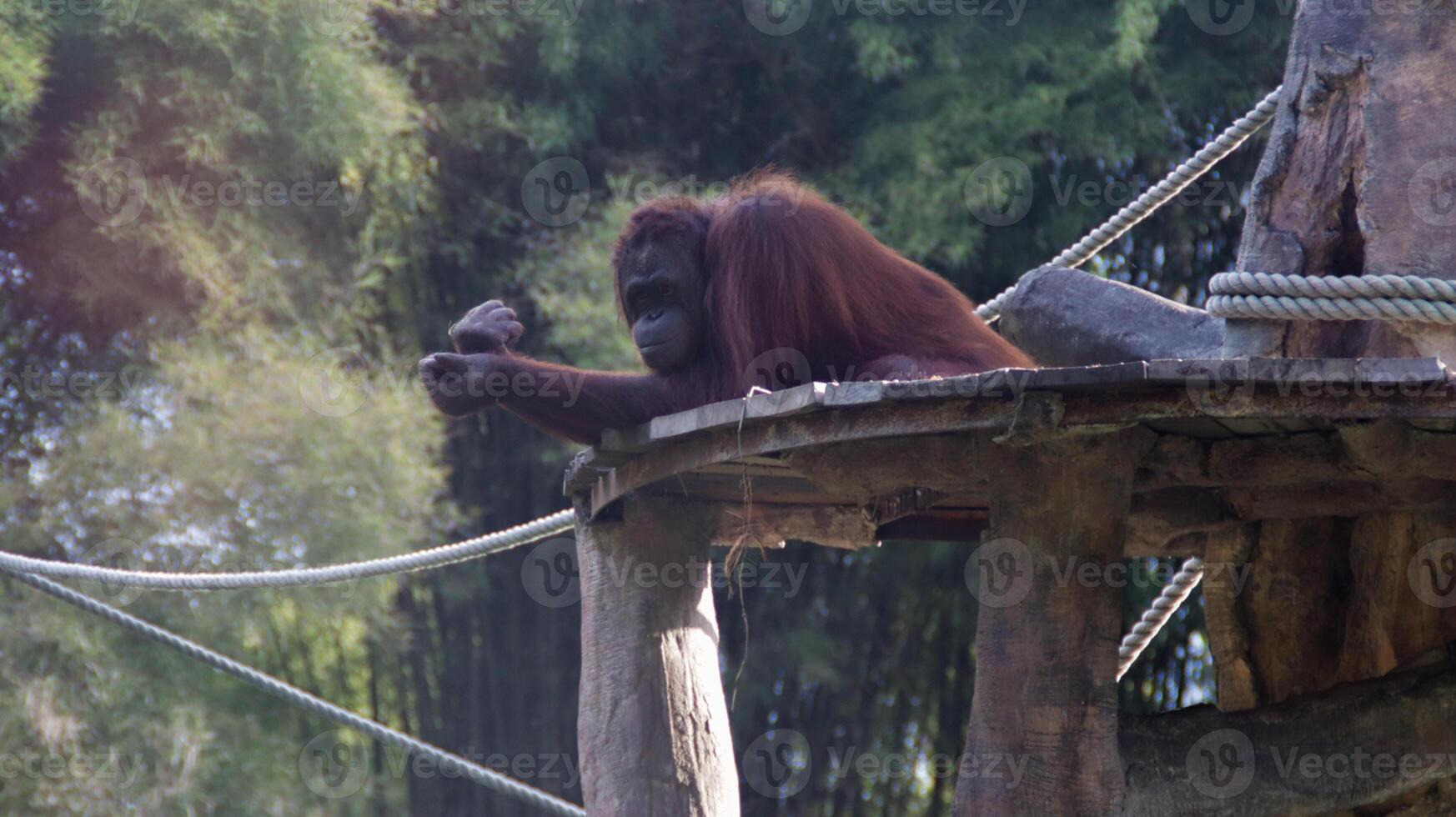 Resting Orangutan Relaxing on Wooden Platform Amid Dense Jungle with Greenery and Ropes in a Wildlife Habitat photo