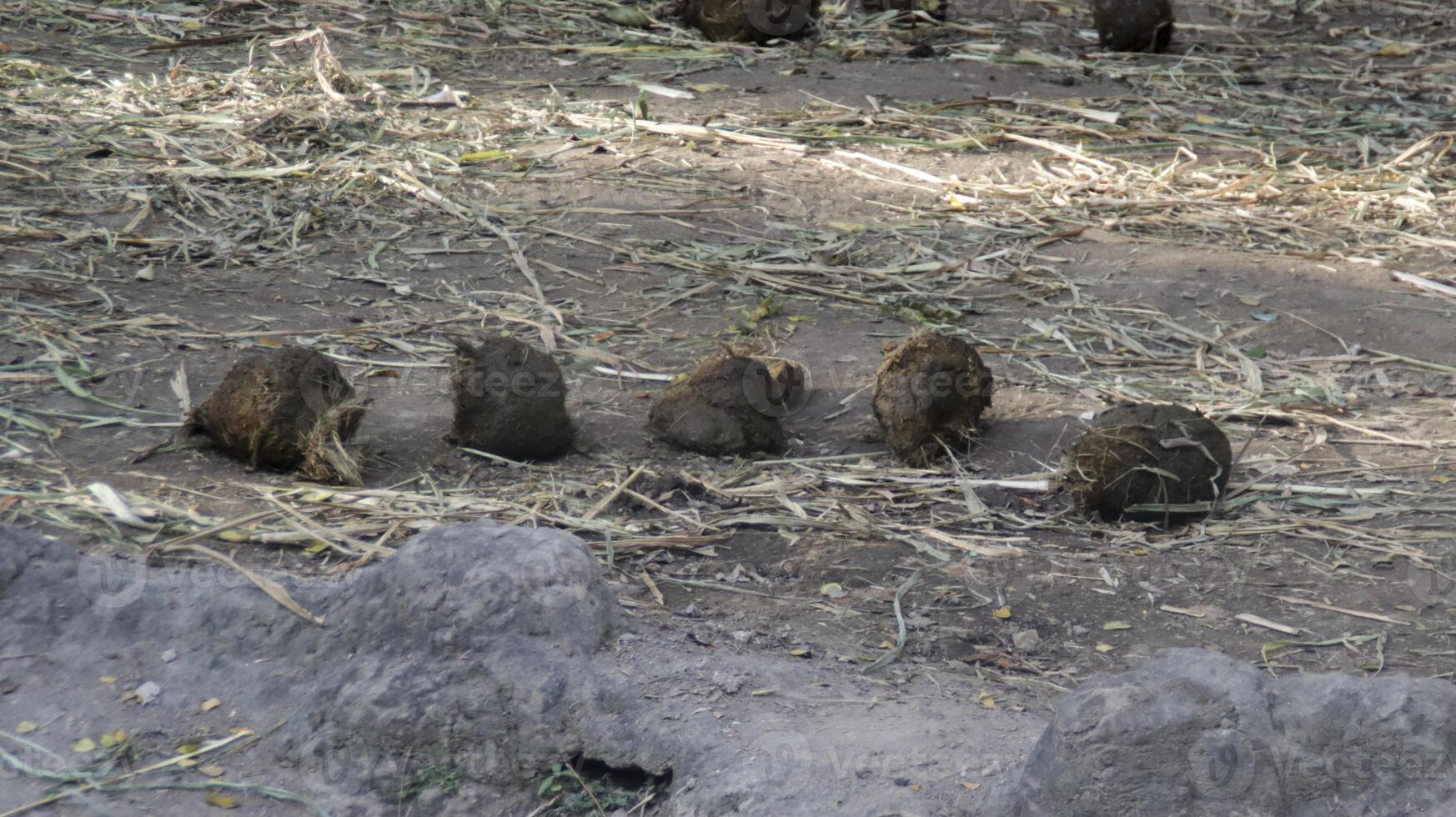 Elephant Dung Piles on Dry Earth Surrounded by Scattered Grass and Leaves in a Natural Wildlife Habitat Under Daylight photo