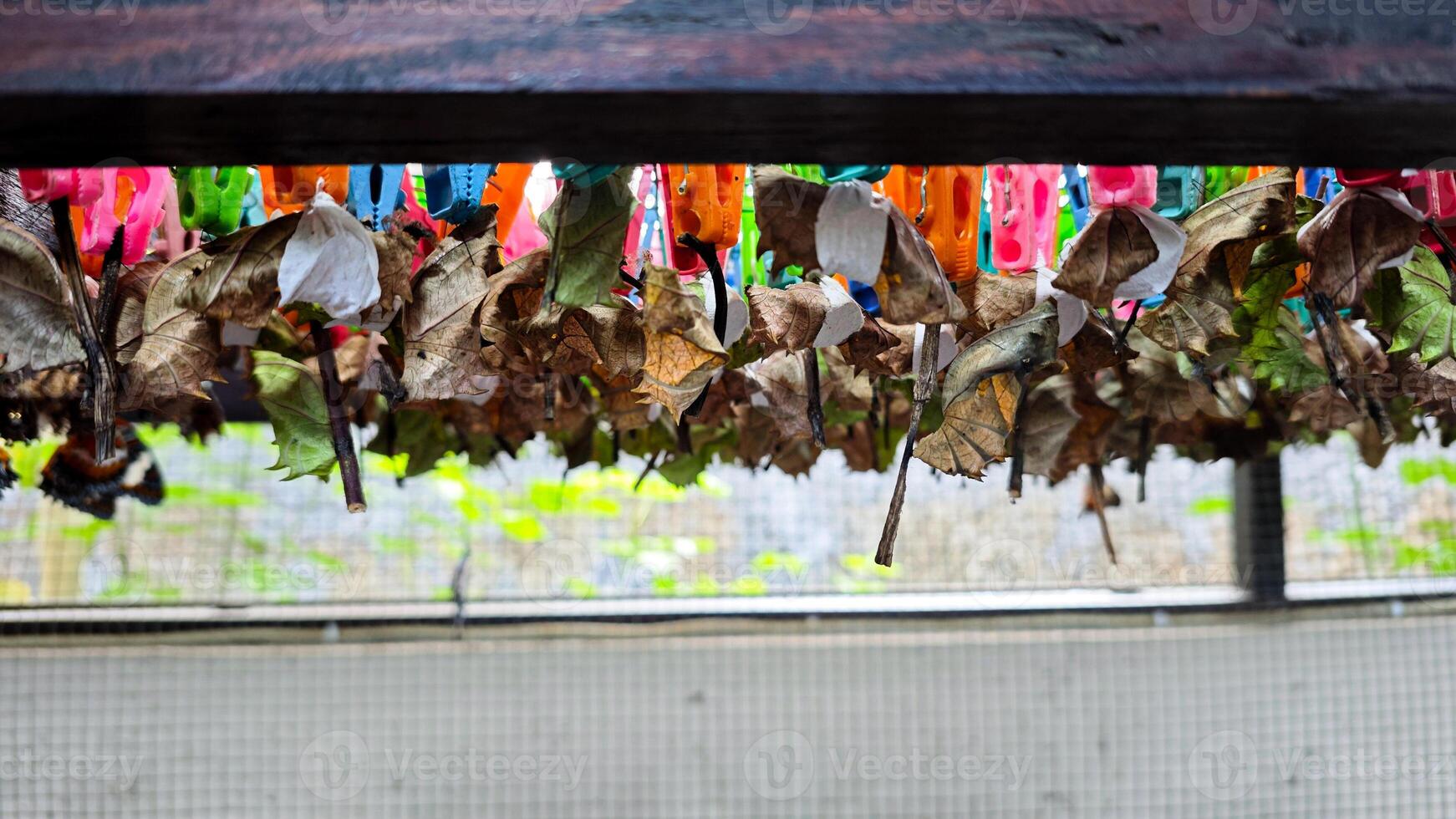 Hanging Butterfly Cocoons Attached to Dried Leaves with Colorful Clips in a Conservation Habitat with Natural Background photo