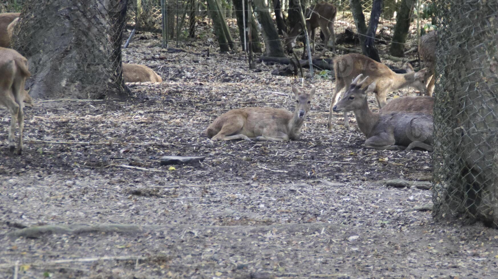 Resting deer under shaded trees in a woodland habitat with earthy tones and natural surroundings at a wildlife reserve during a sunny day photo
