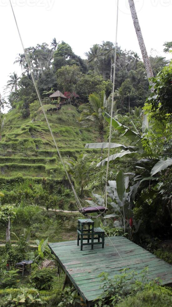 Scenic giant swing platform overlooking lush green Ceking rice terraces with tropical vegetation and hillside huts in Ubud Bali photo