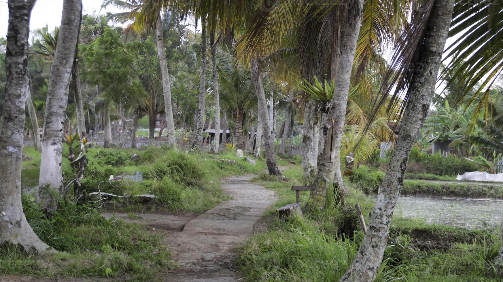 Rustic dirt path lined with tall coconut trees and lush greenery in a tropical village setting near a serene pond and traditional huts photo