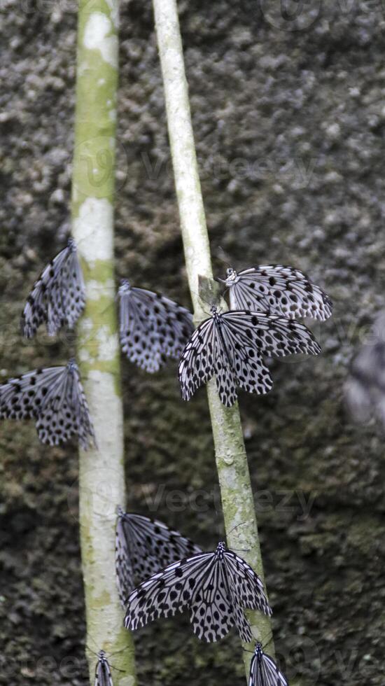 Cluster of Black and White Butterflies Resting on Mossy Green Tree Branches in a Natural Forest Setting with Textured Background photo