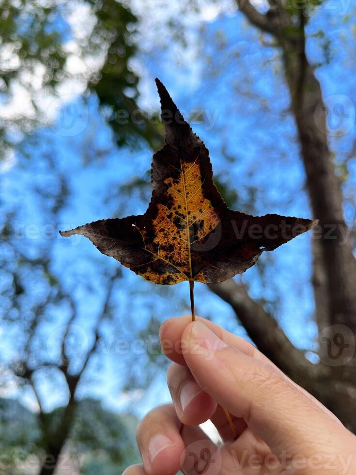 hand holding a vibrant autumn leaf with intricate patterns of yellow and brown decay, set against a blurred background of blue sky and green trees, nature, seasons, and beauty in everyday moments photo