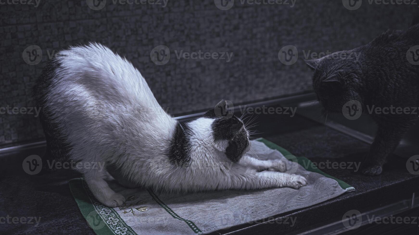 A cat on a towel photo