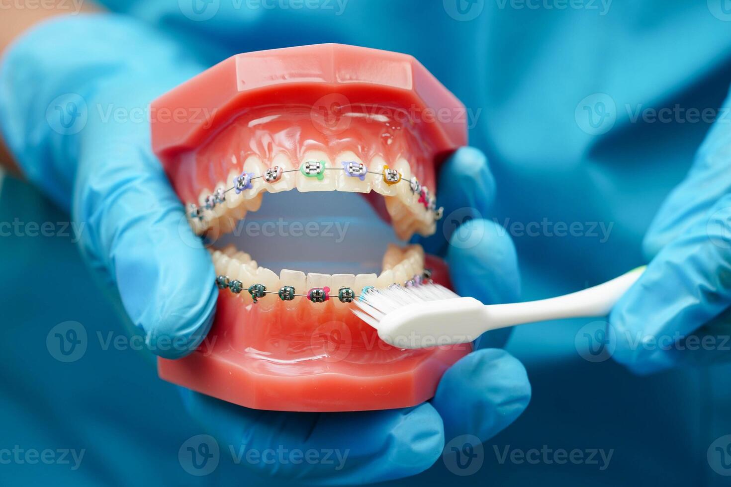Doctor clean teeth denture with toothbrush for teach patient and dentist studying photo