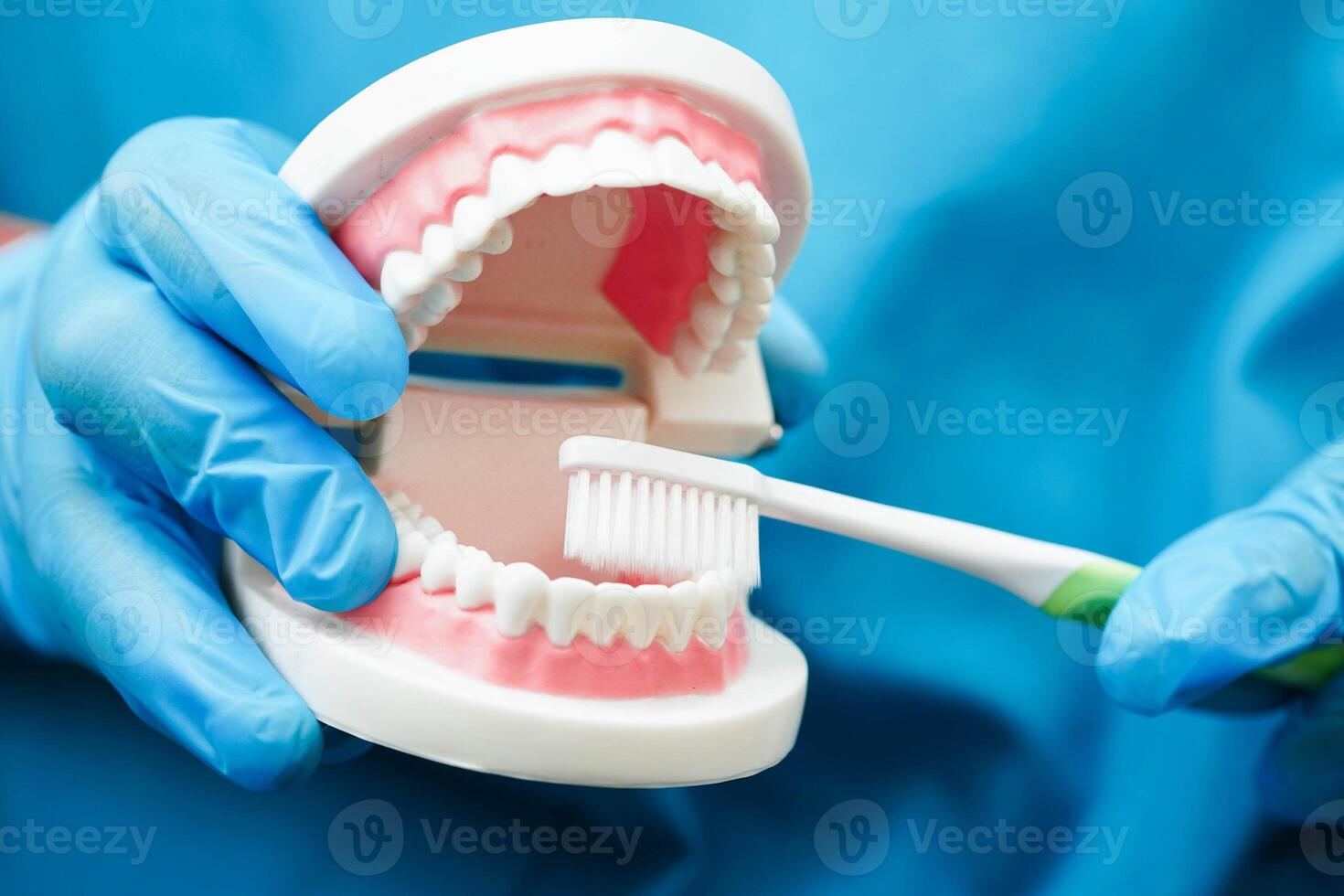 Doctor clean teeth denture with toothbrush for teach patient and dentist studying about dentistry. photo