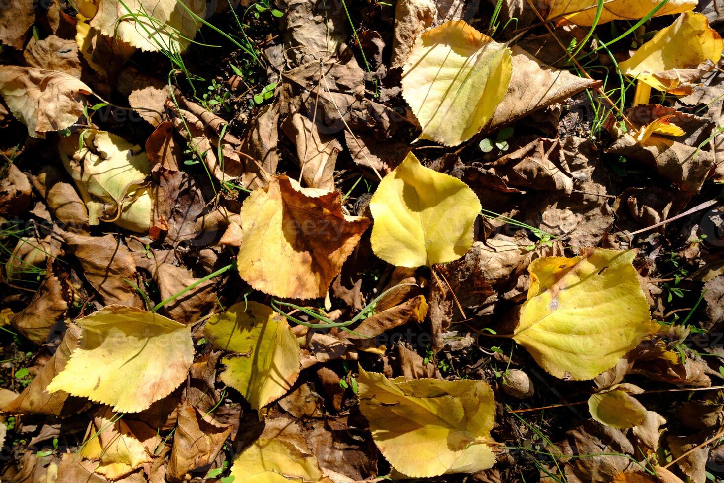 Autumn leaves scattered on the ground. Warm palette of earthy tones. photo