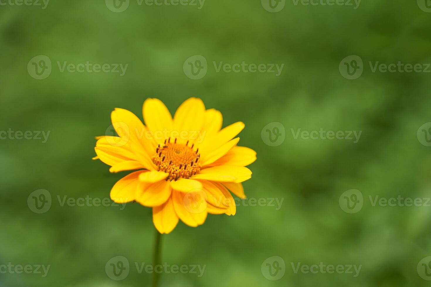 Bright yellow flower blooming against a soft green background in natural setting. photo