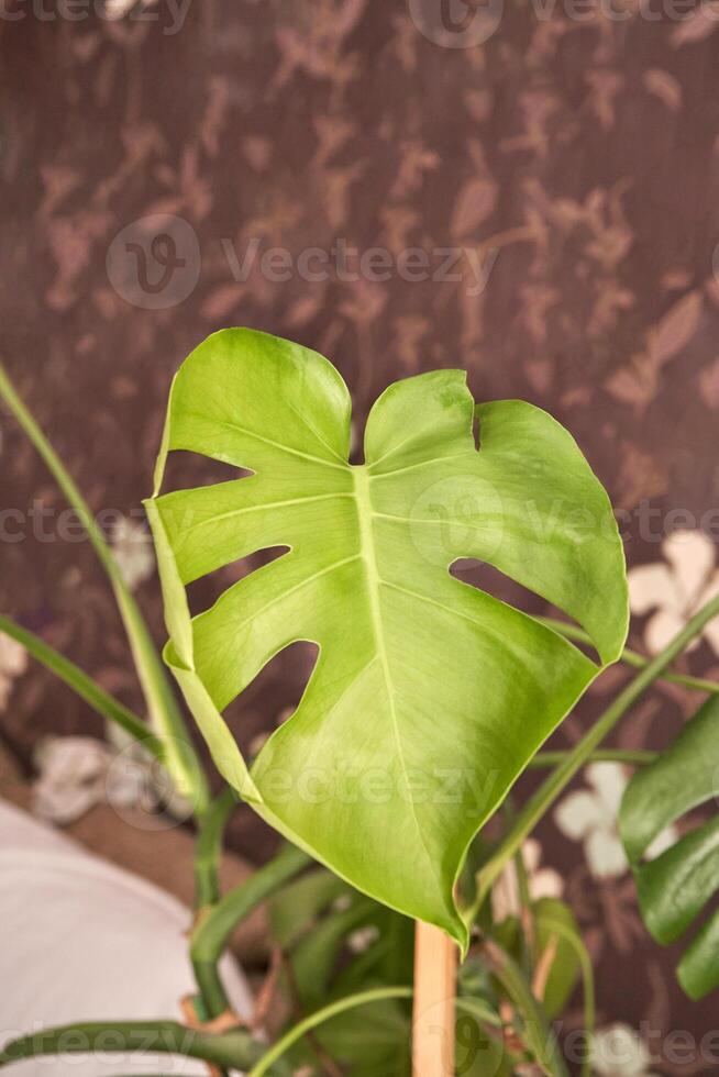 Vibrant monstera leaf with unique slits displayed against patterned background. photo