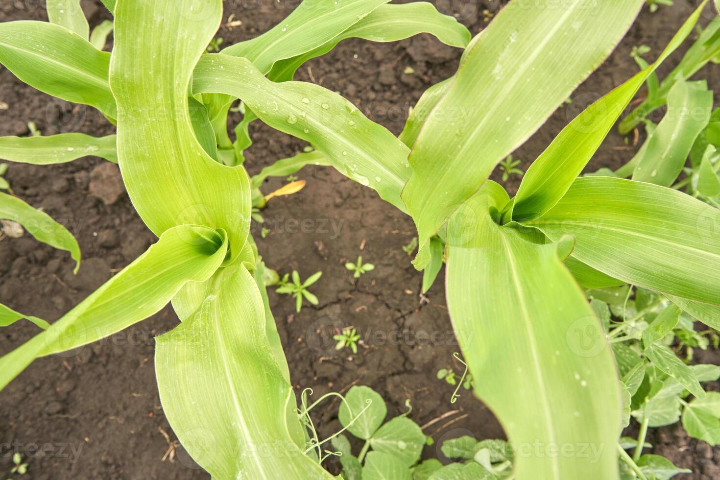Top view of healthy green corn plants with fresh leaves in fertile soil in a rural farm field. photo