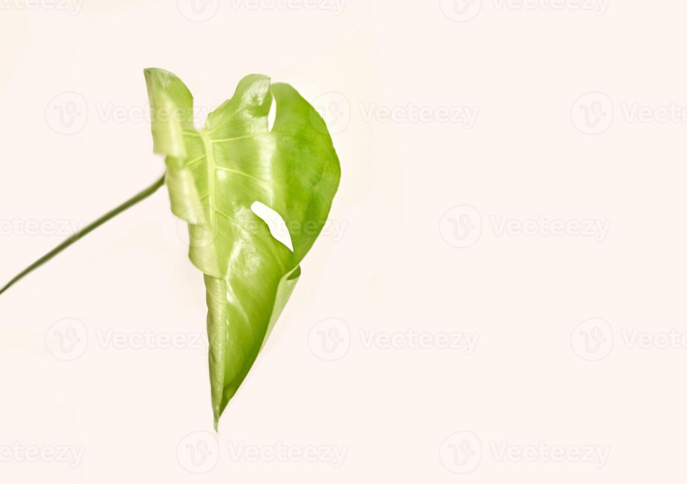 Single monstera leaf on light background highlighting natural simplicity and elegance. photo