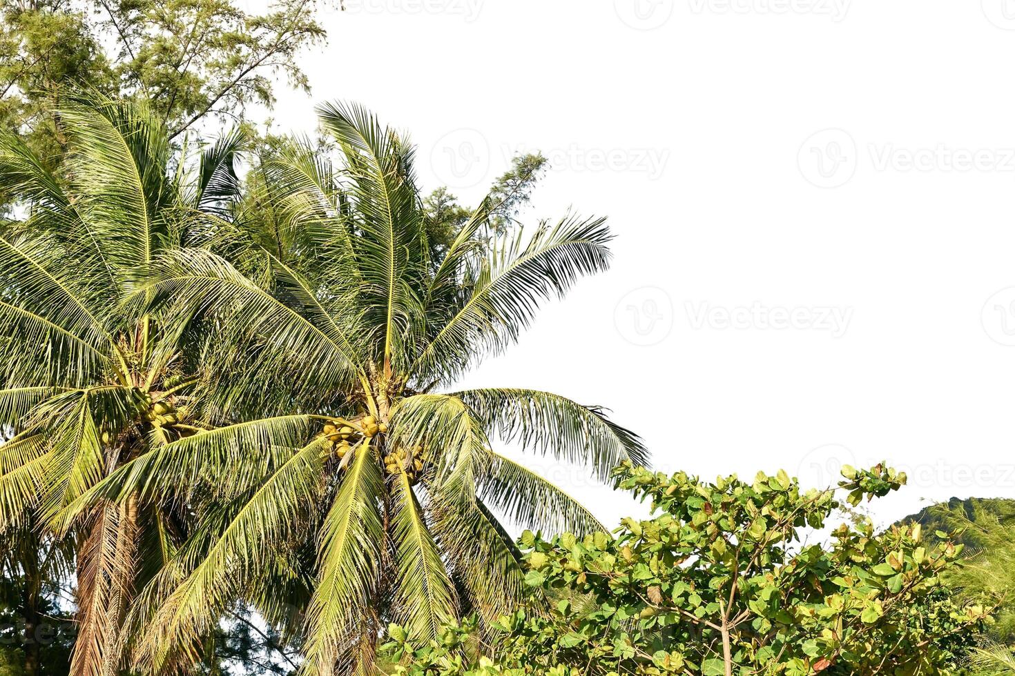 Tropical palm trees against a clear black night sky in a lush green jungle setting with dense foliage. photo