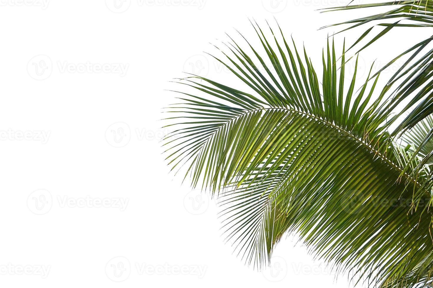 Close up of tropical palm leaf against clear blue sky on a sunny day. photo