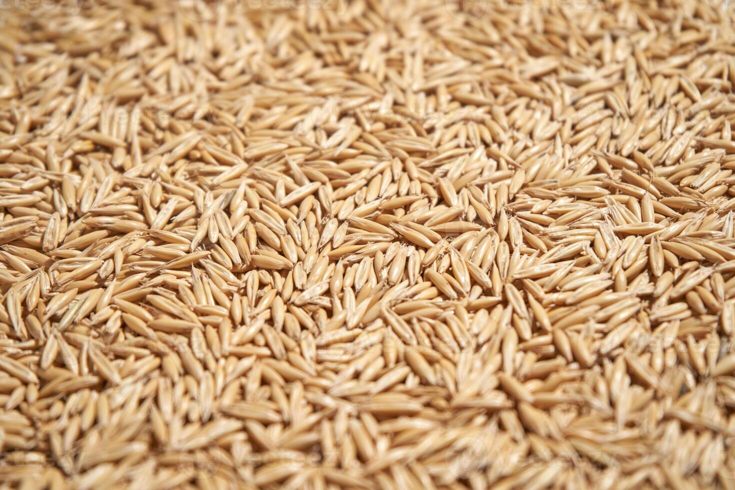 Abundant brown oat hulls displaying natural texture and organic symmetry in close up view. photo