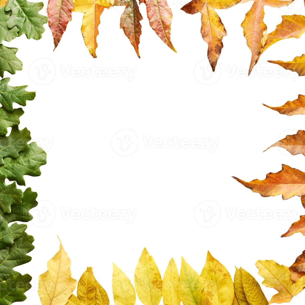 Colorful autumn leaves border on black background featuring green, yellow, and orange foliage. photo