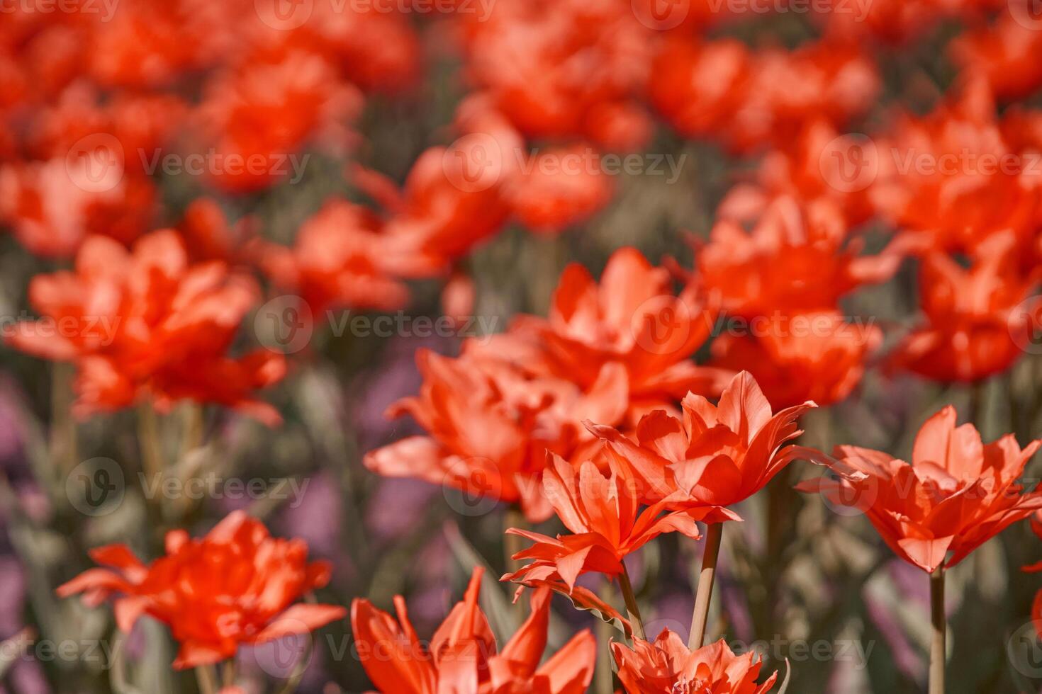 Vibrant red tulip field in bright sunlight capturing the essence of spring blooms. photo