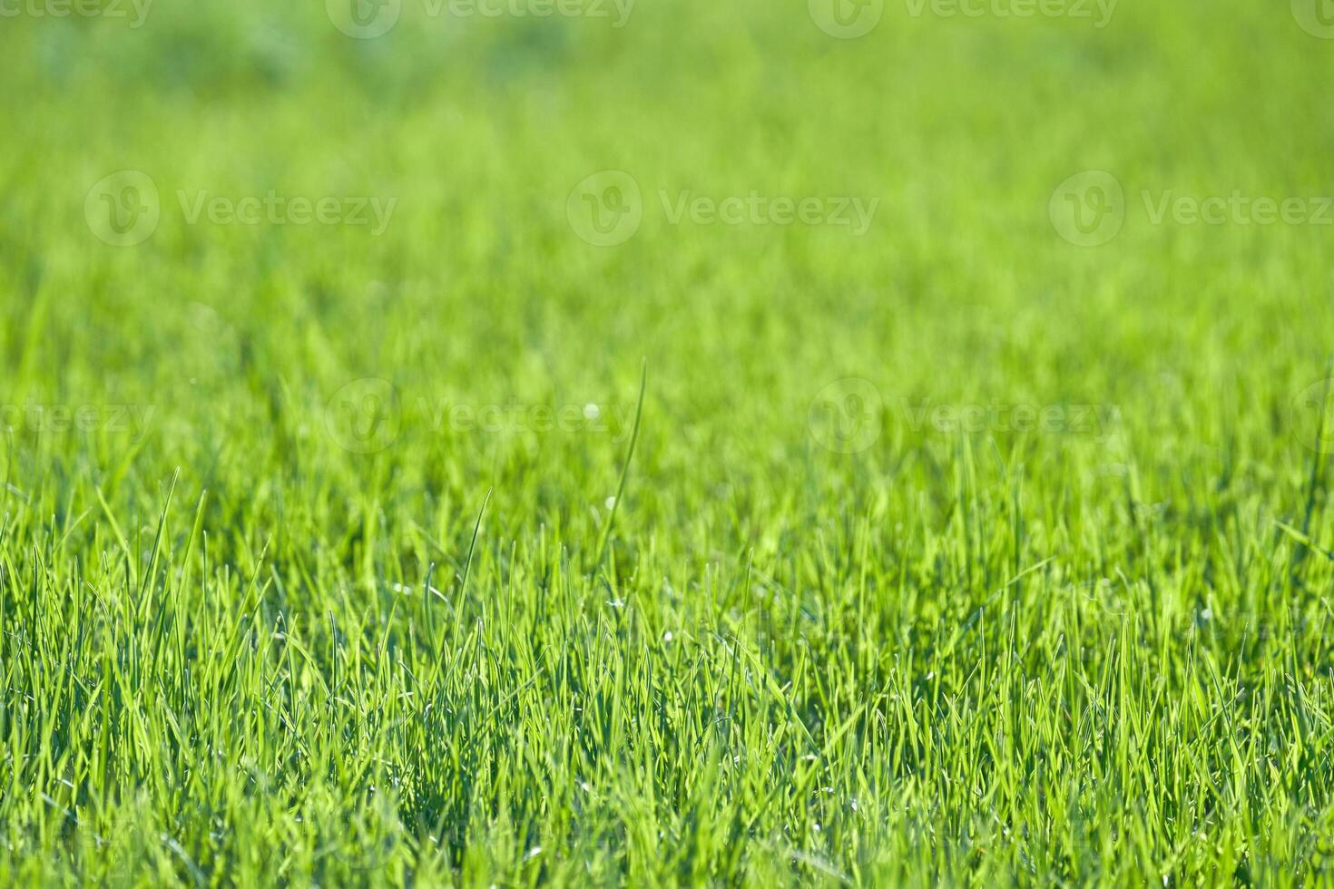 Vibrant green grass field on a sunny day with clear blue sky in the background. photo