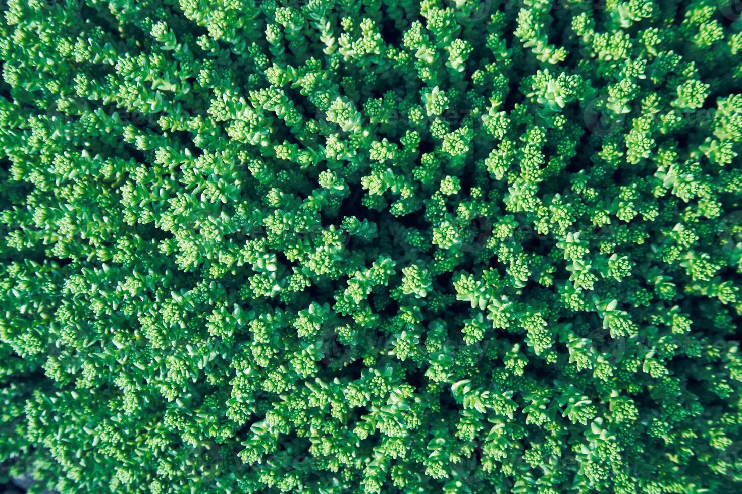 Aerial view of dense green sedum plant foliage with vibrant textured pattern of succulent leaves. photo