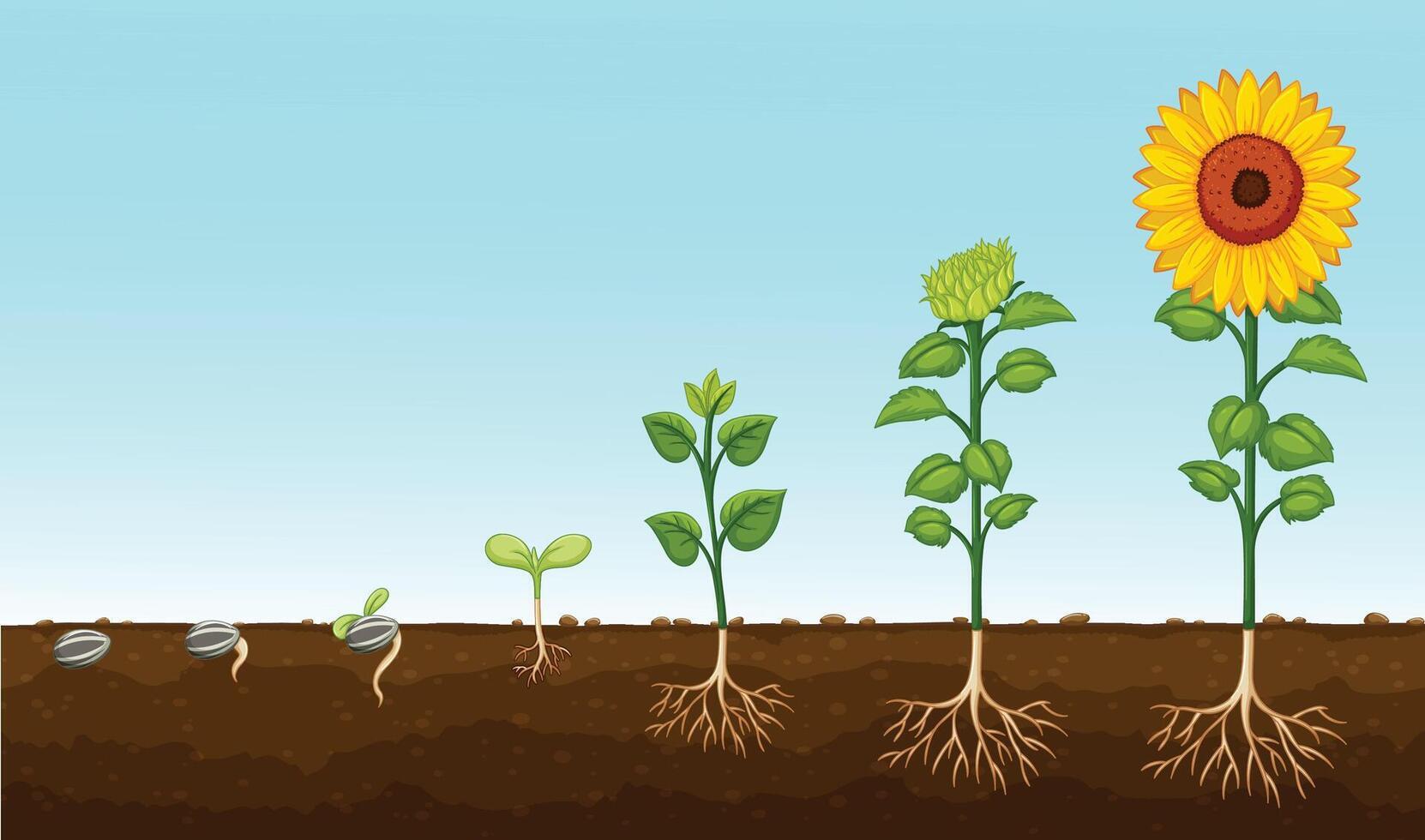 The new of Stages of cannabis plant growing illustration vector