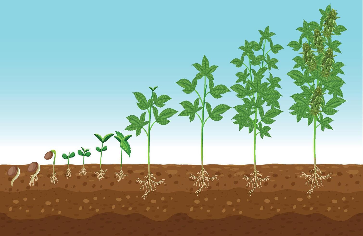 New Stages of cannabis plant growing illustration vector