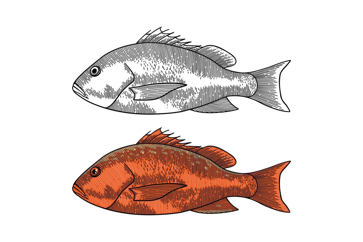 red snapper illustration in engraving style vector