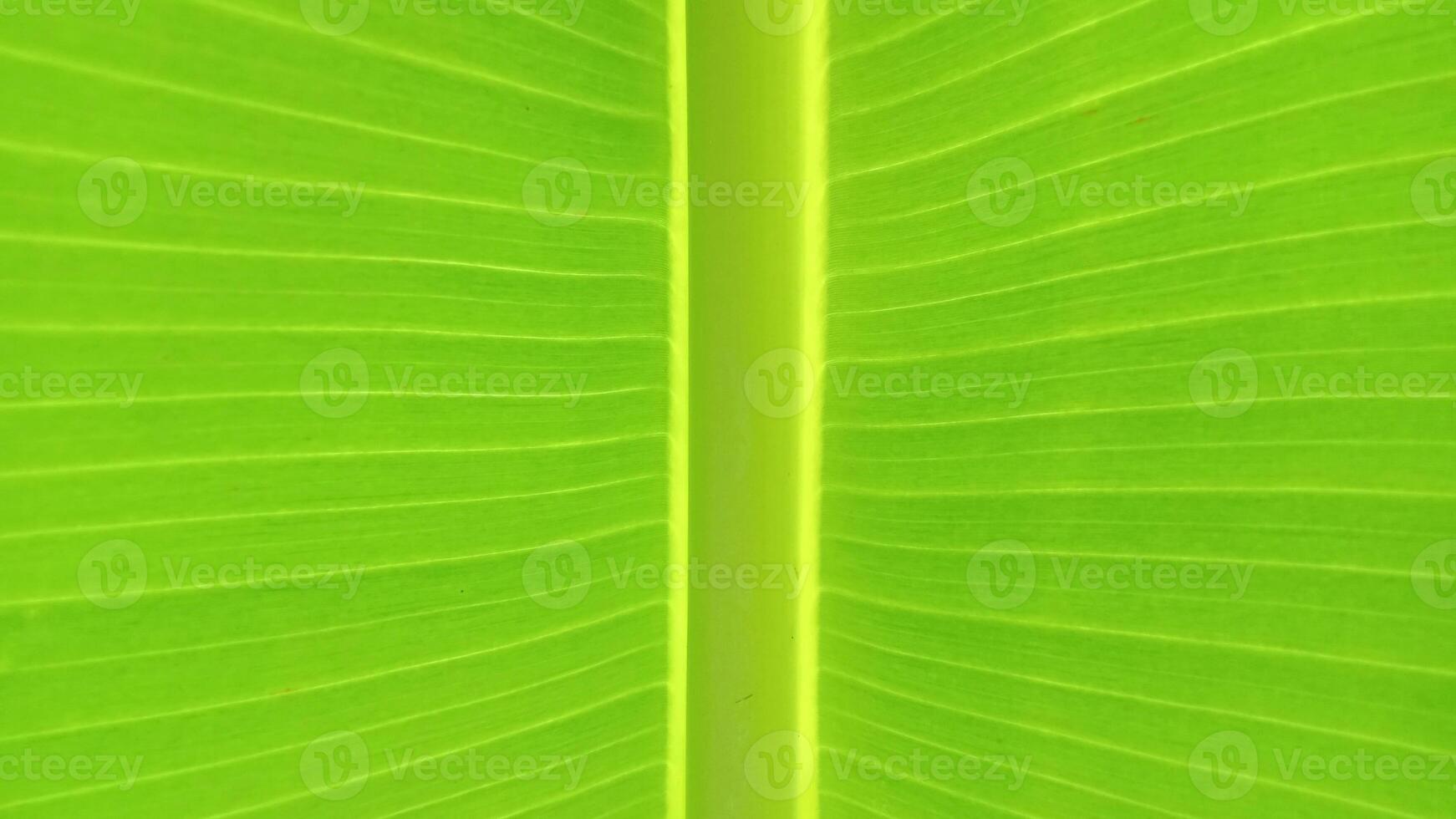 Macro photograph of a banana leaf, showcasing its vibrant green color, parallel veins, and smooth texture. Perfect for nature, tropical, and botanical themes. photo