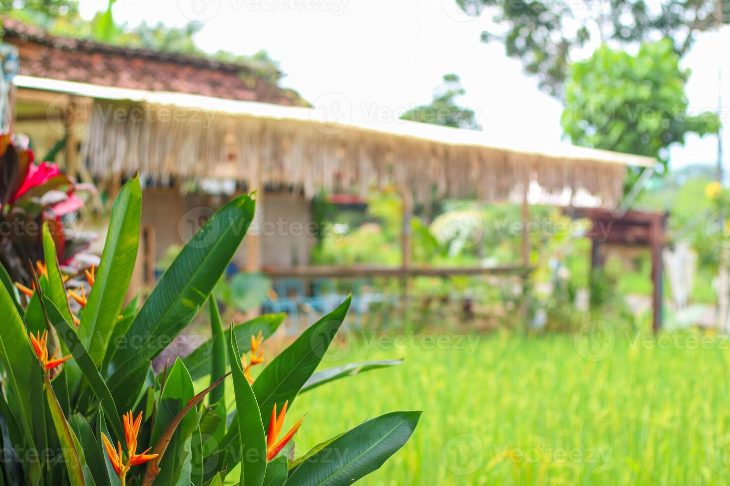 Blur of coffee shop in the middle of rice fields with a green house concept photo