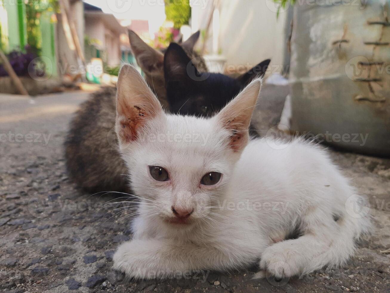 Three Cats Sitting on a Street at Sunset. White, Gray, and Black Felines in Harmony photo