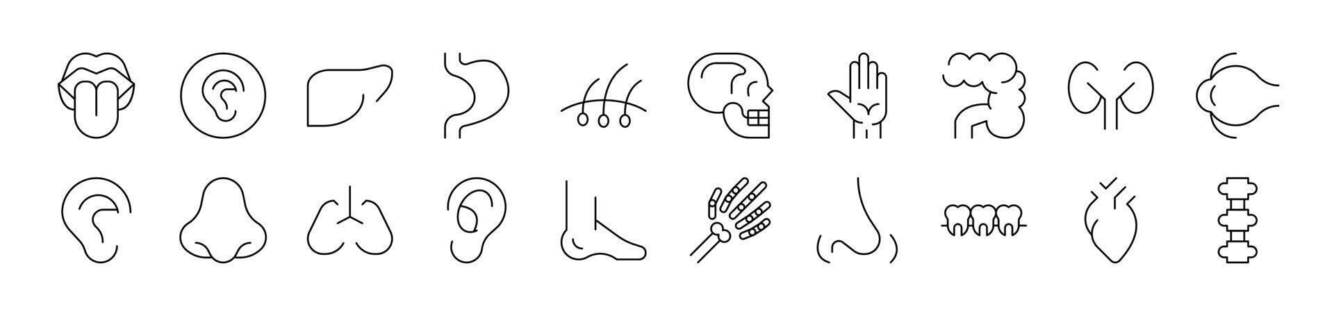 Internal Organs Collection of Thin Icons. Editable Stroke. Suitable for Web Sites, Books, Cards, Apps vector