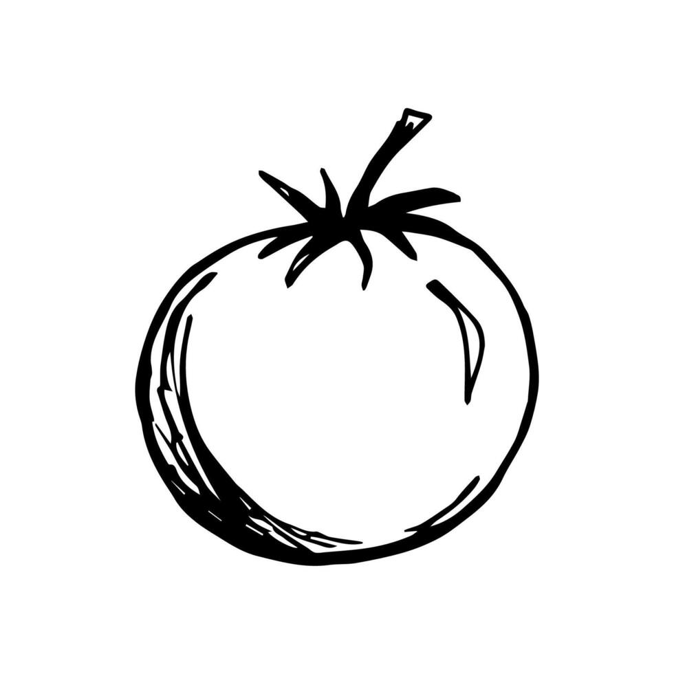 Simple hand-drawn drawing with black outline. Tomato isolated on white background. For label, menu, recipe, market, ingredient. Vegetable, vegetarian. Farm products, harvest, cultivation. vector