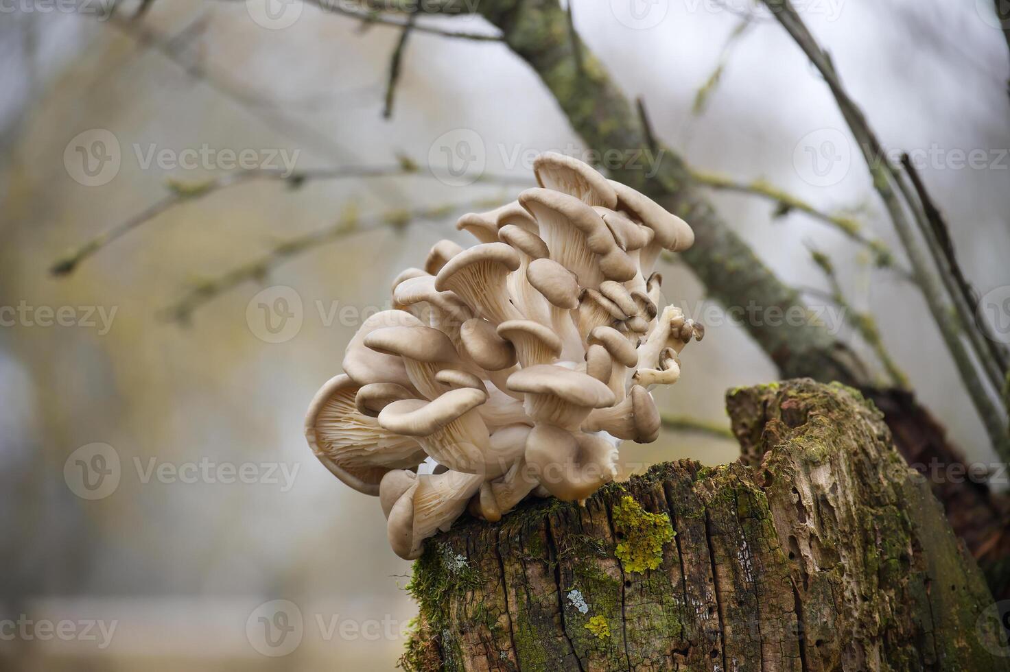 Oyster mushrooms growing on tree trunk in forest photo