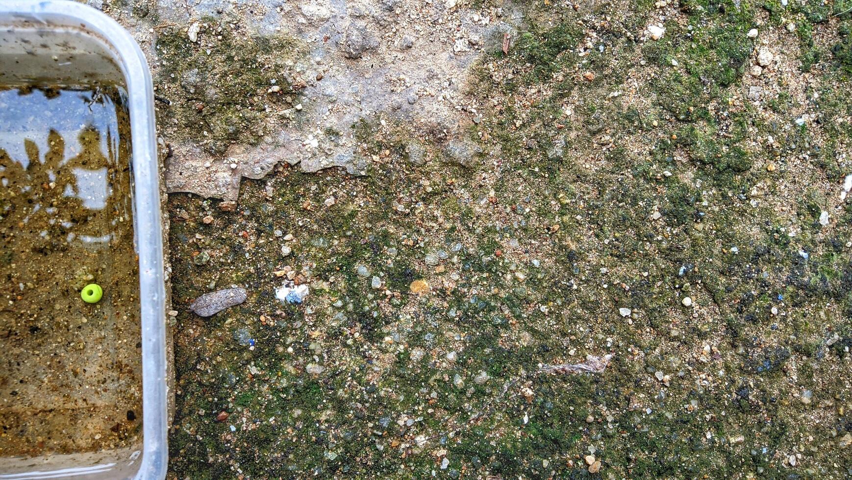 Isopods in a container photo