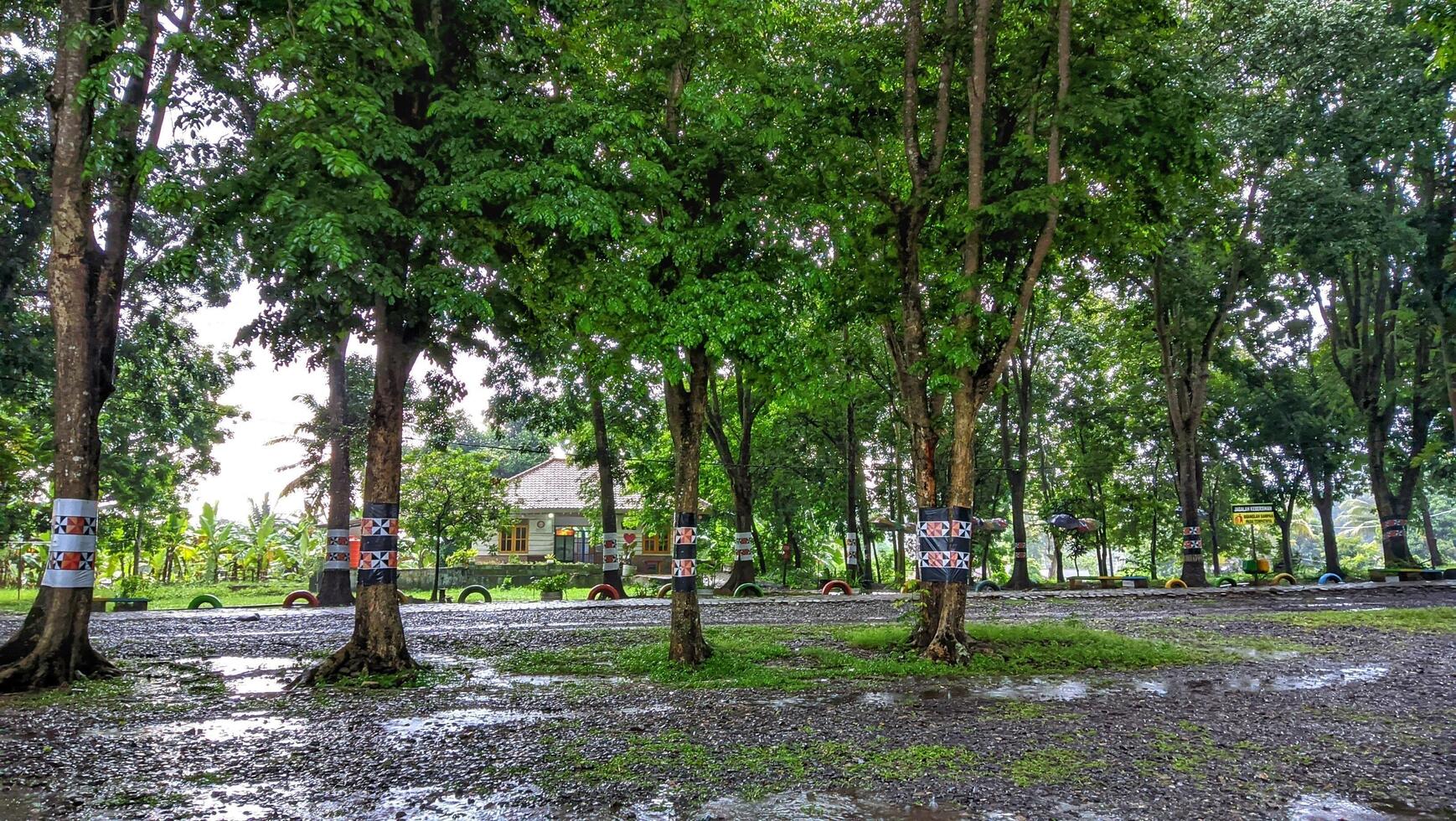 Rainy day in a park photo
