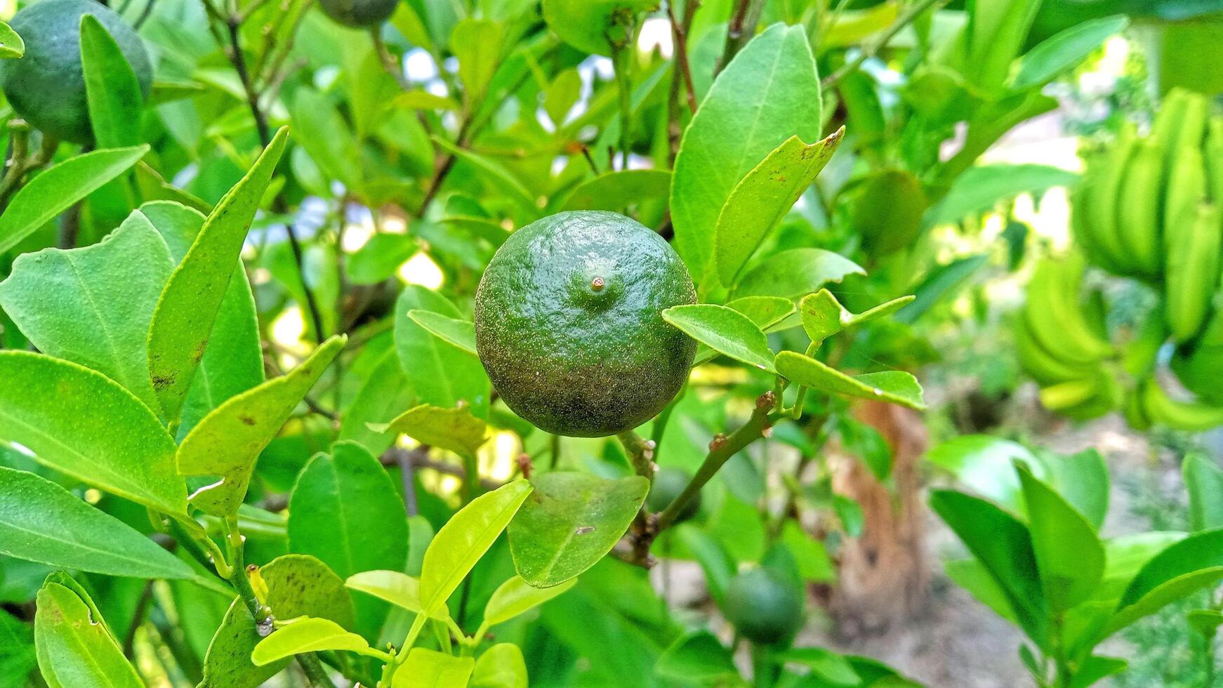 Fresh lime fruit growing on a tree branch with lush green leaves. Concept of healthy eating, citrus, agriculture, and nature. photo