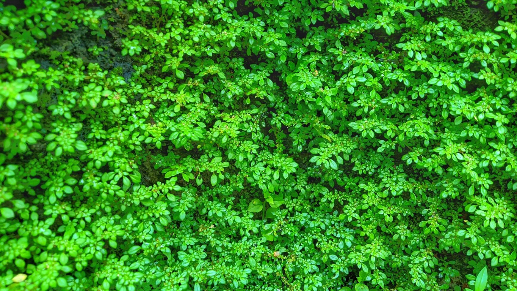 Green leaf wall texture photo